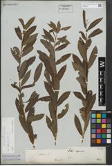 Foto von Salix purpurea L.
